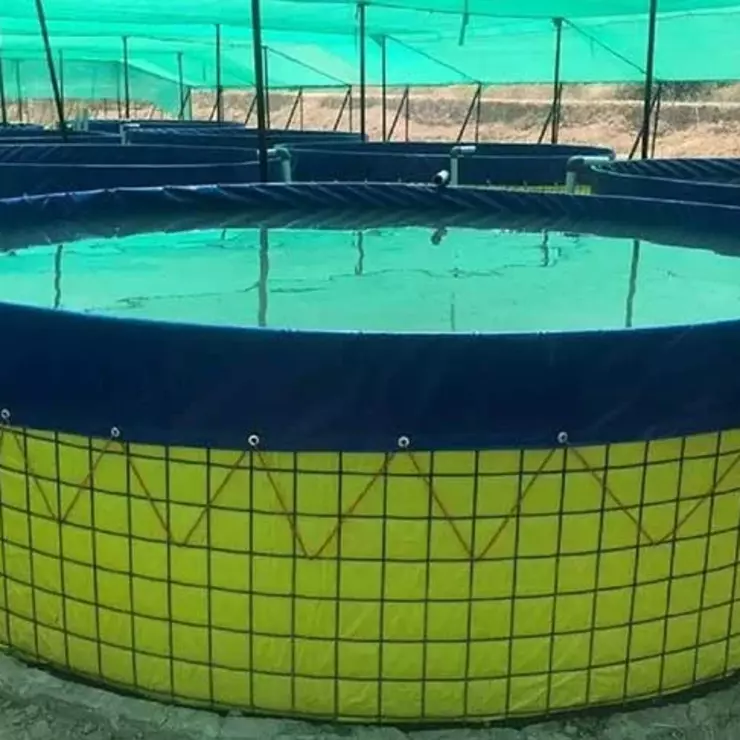 Biofloc fish Farm